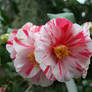 my lovely camellias