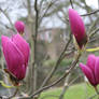 magnolias in purple