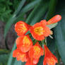 blooming in greenhouse