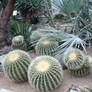 view in cacti house 3