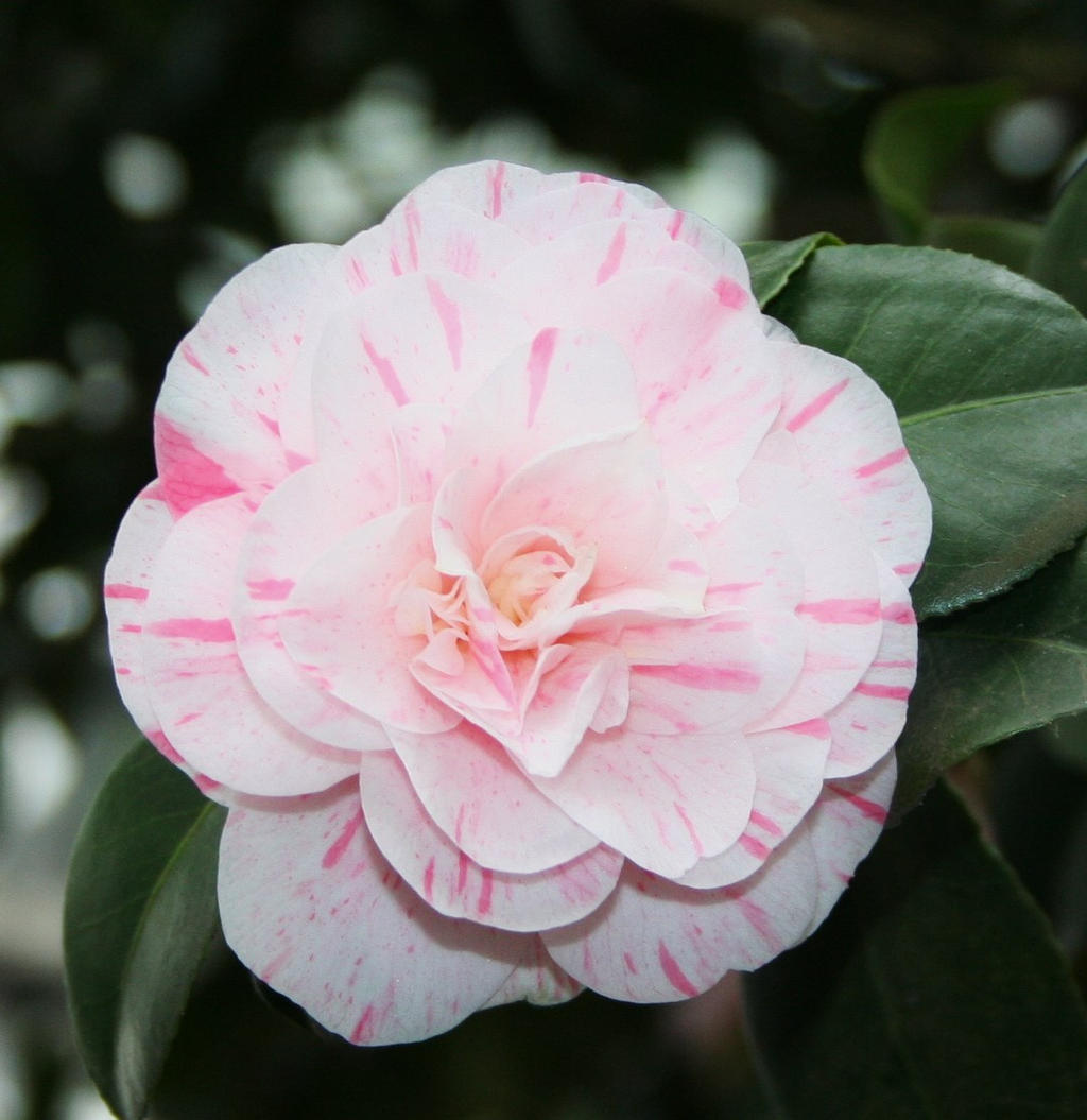 look to camellia 3