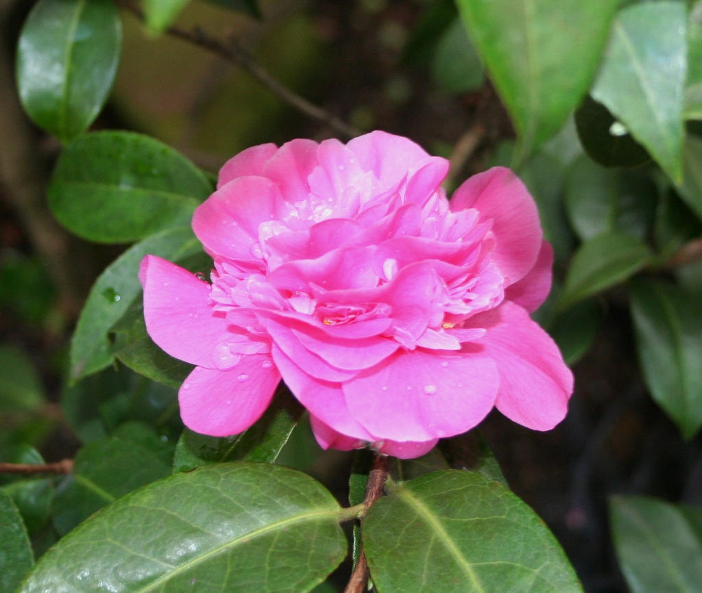 awesome camellia