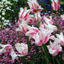 the beauty of tulips 4