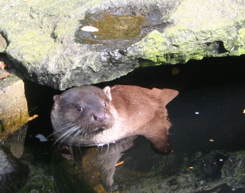 look to otter 6