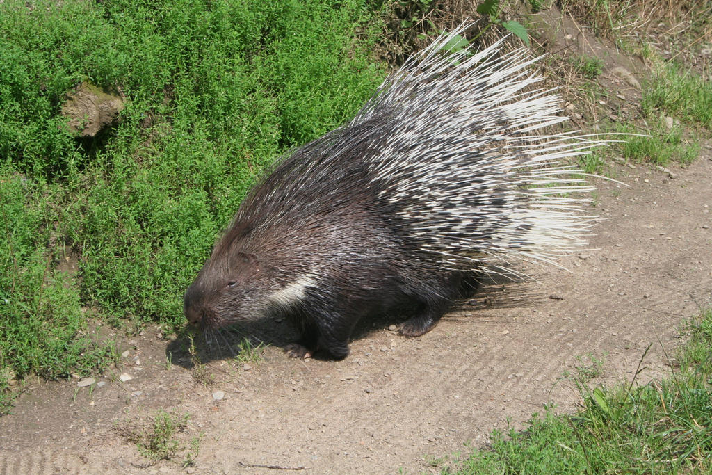 hedgehog on the way 2