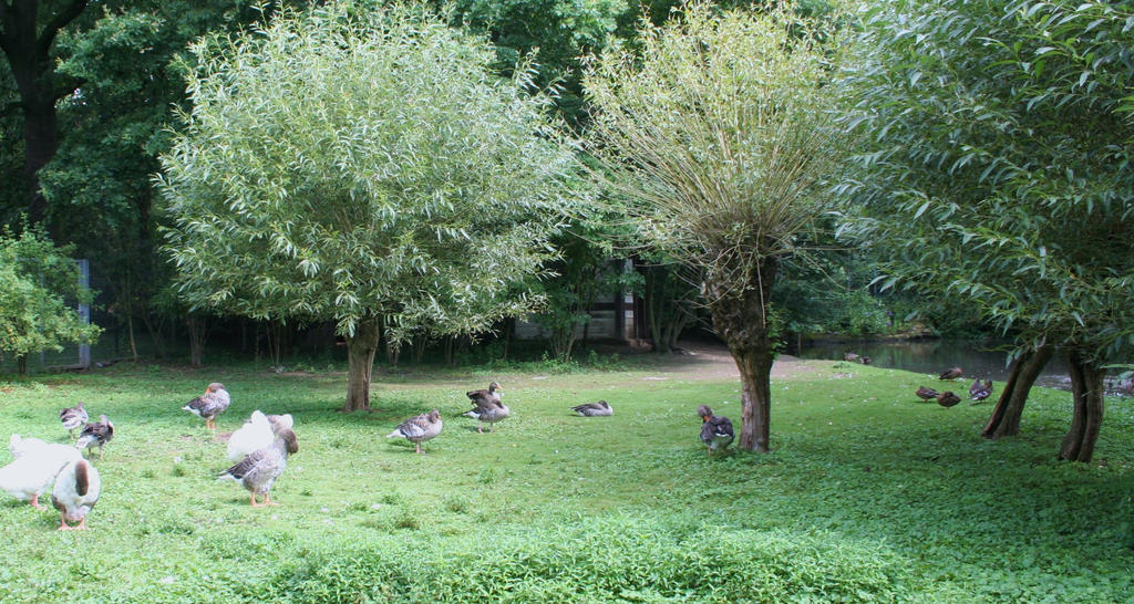 wonderful garden with geese