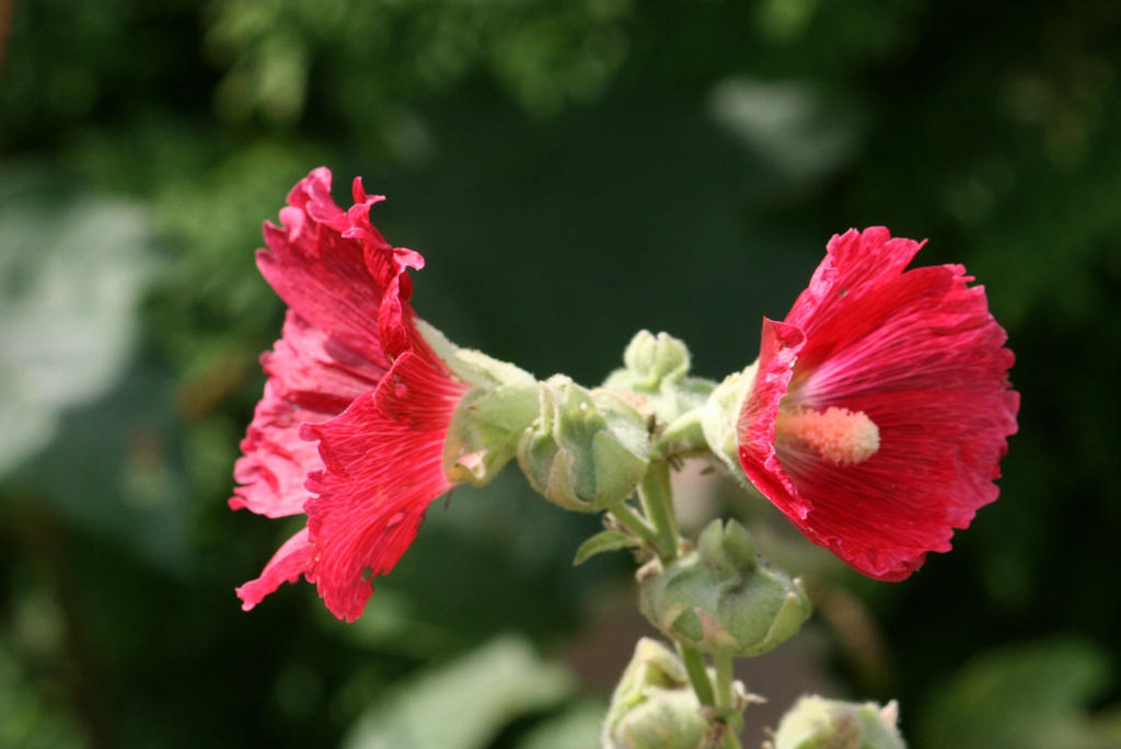 red hollyhock