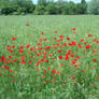 poppies on our way in hungary