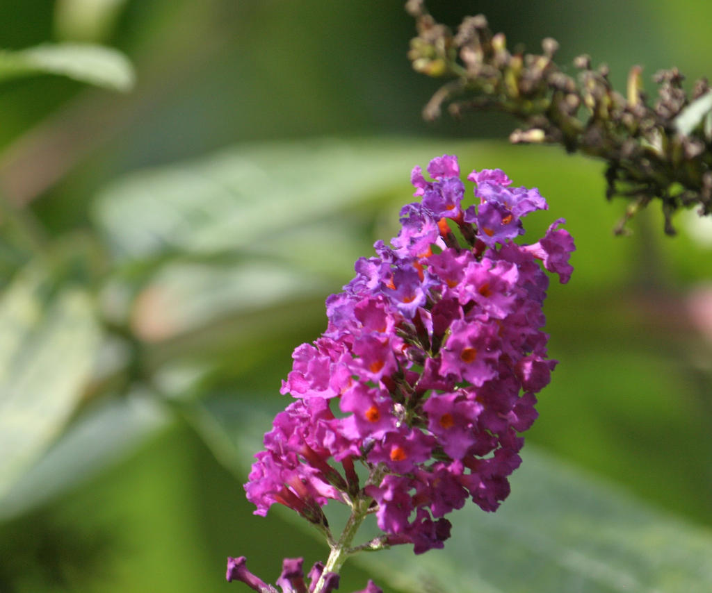 lilac blooming closer