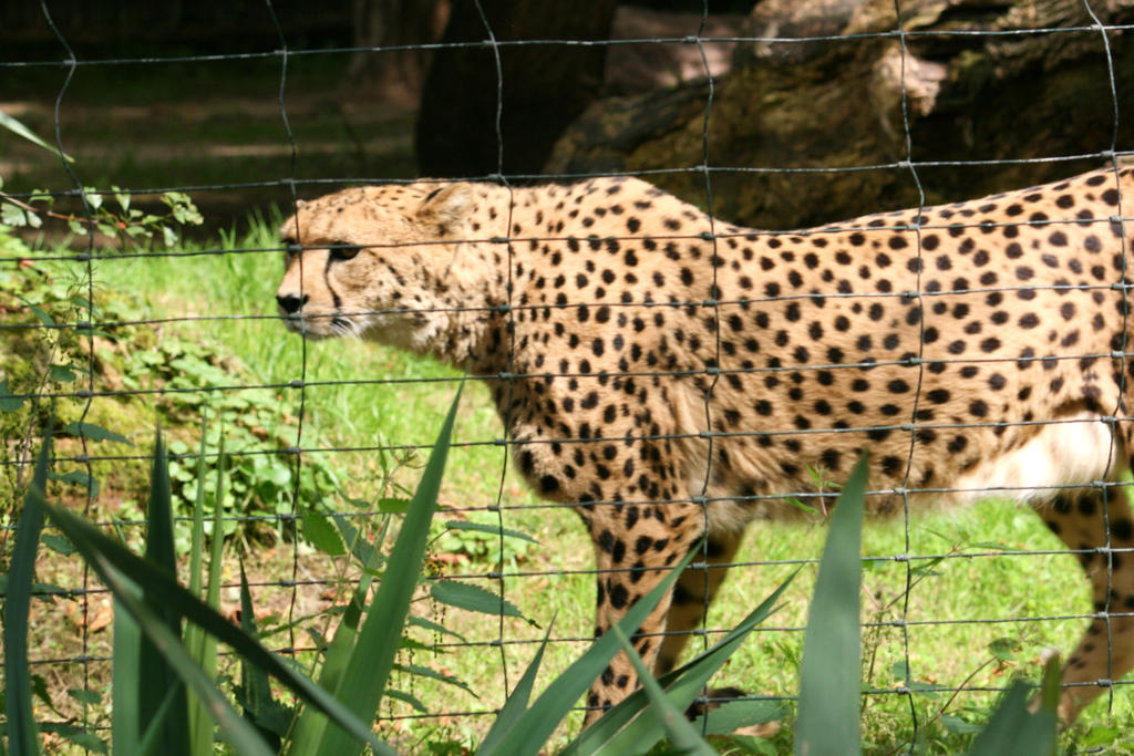 view to cheetah 11