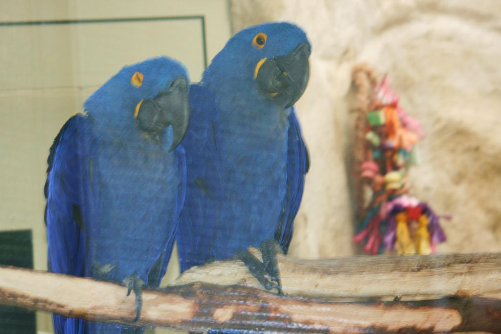 blue birds