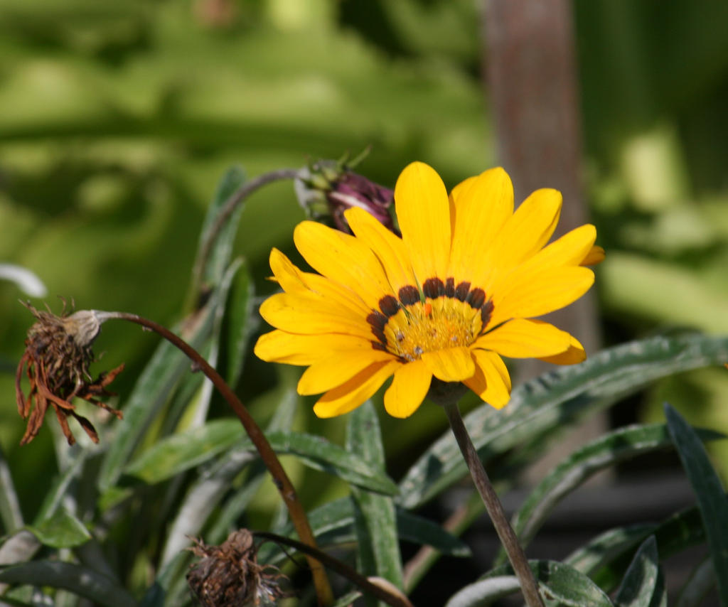 yellow beauty 4