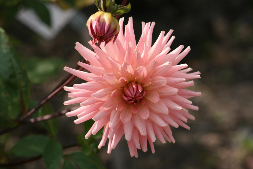 awesome dahlia 12