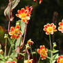 little orange dahlias