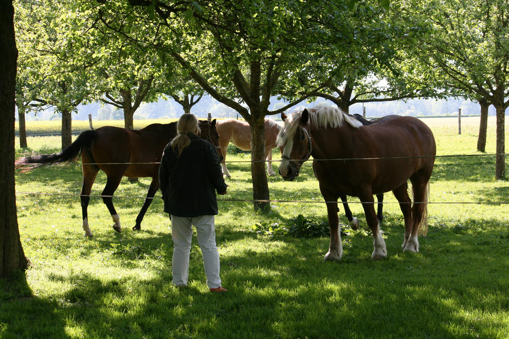 Ingeline and the horses