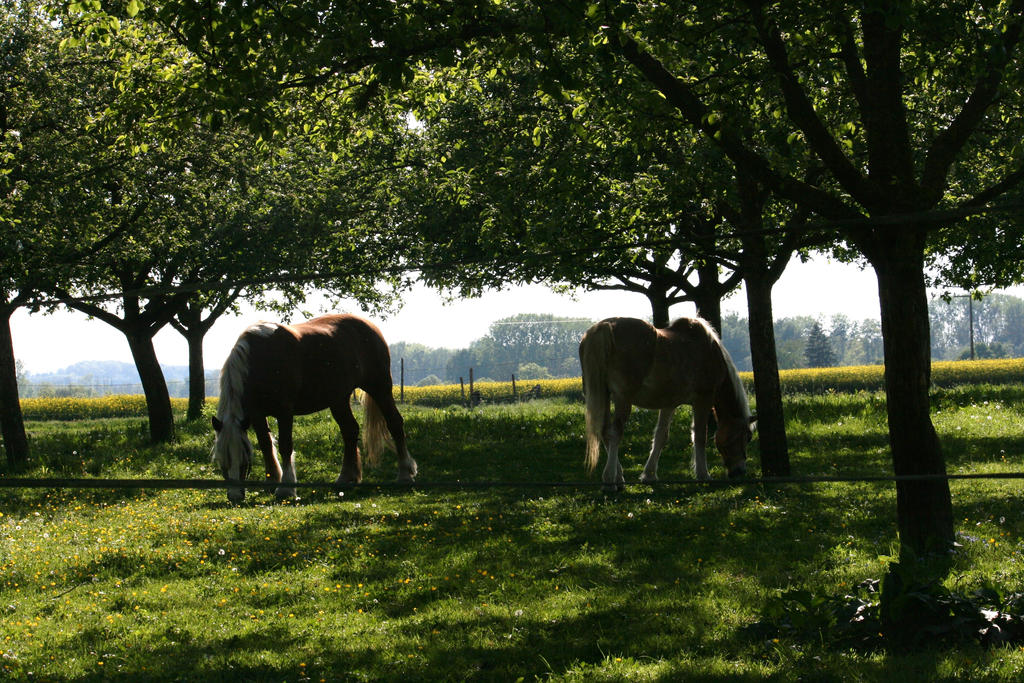 yard with horses