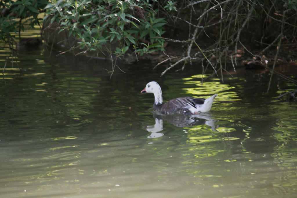 view to pond 4