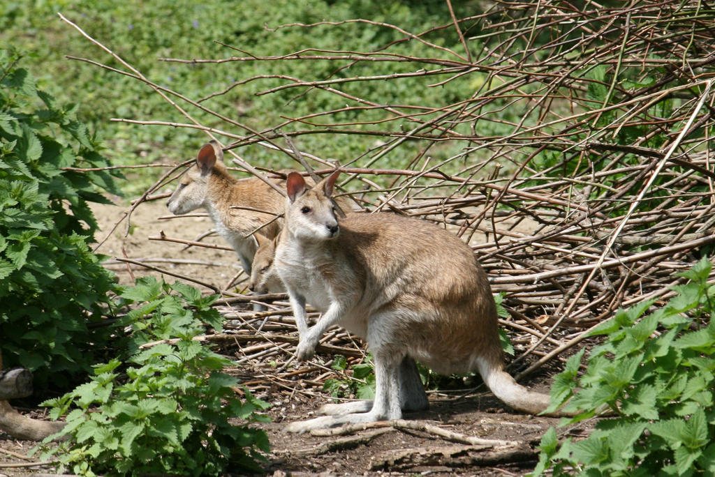 view to kangaroos 2