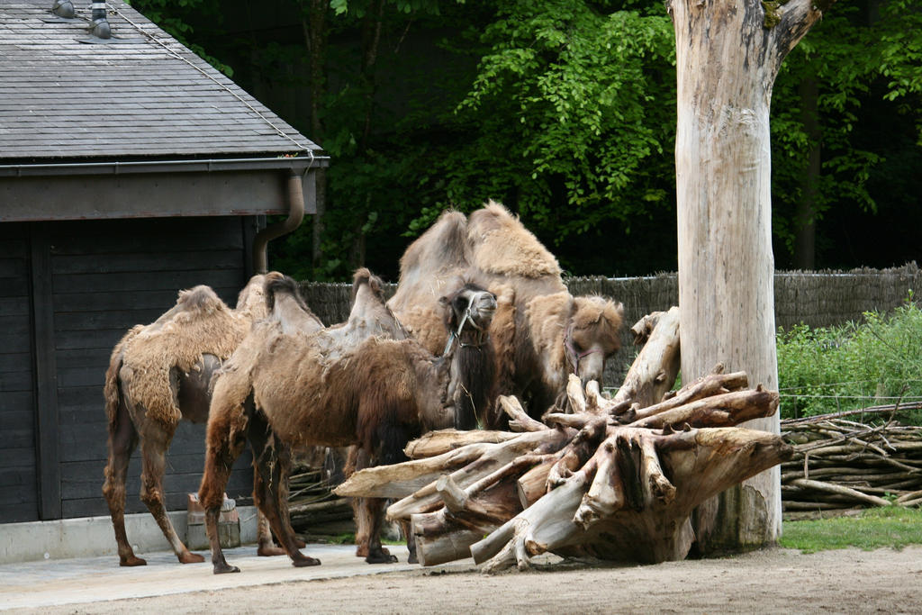 view in Zoo Hellabrunn 22