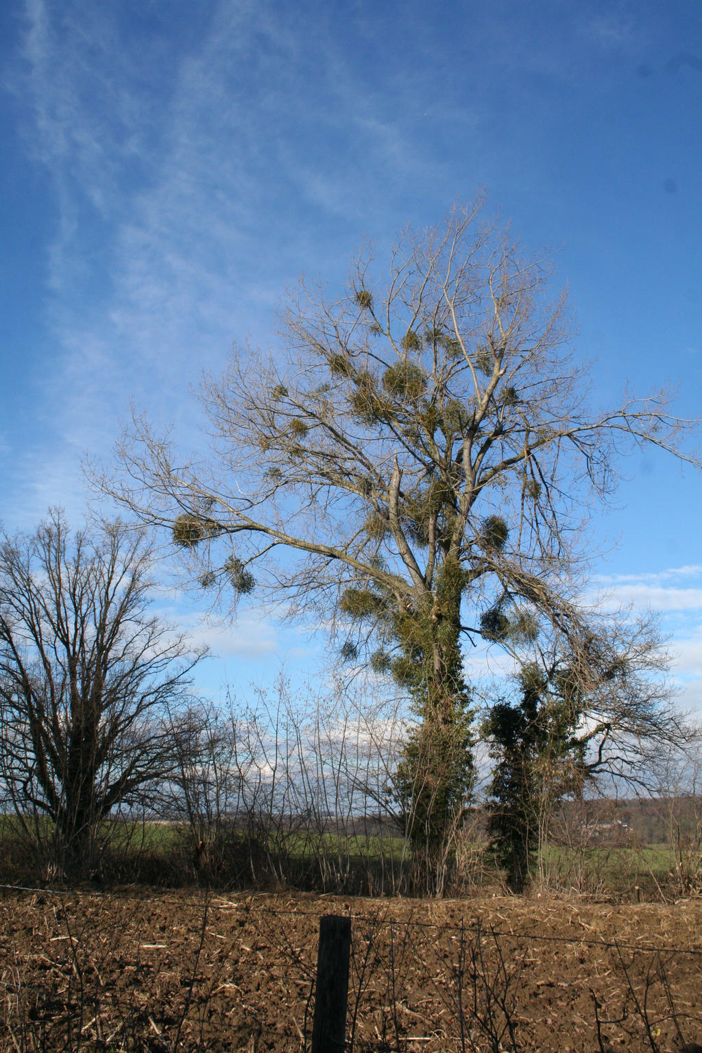 view to awesome trees 2