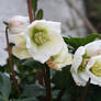 christmas rose