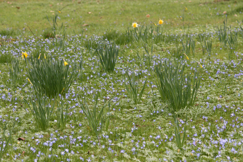 view in Flora garden in spring 4