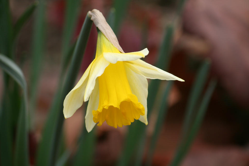 daffodil in Flora garden 2