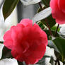 awesome camellias 8