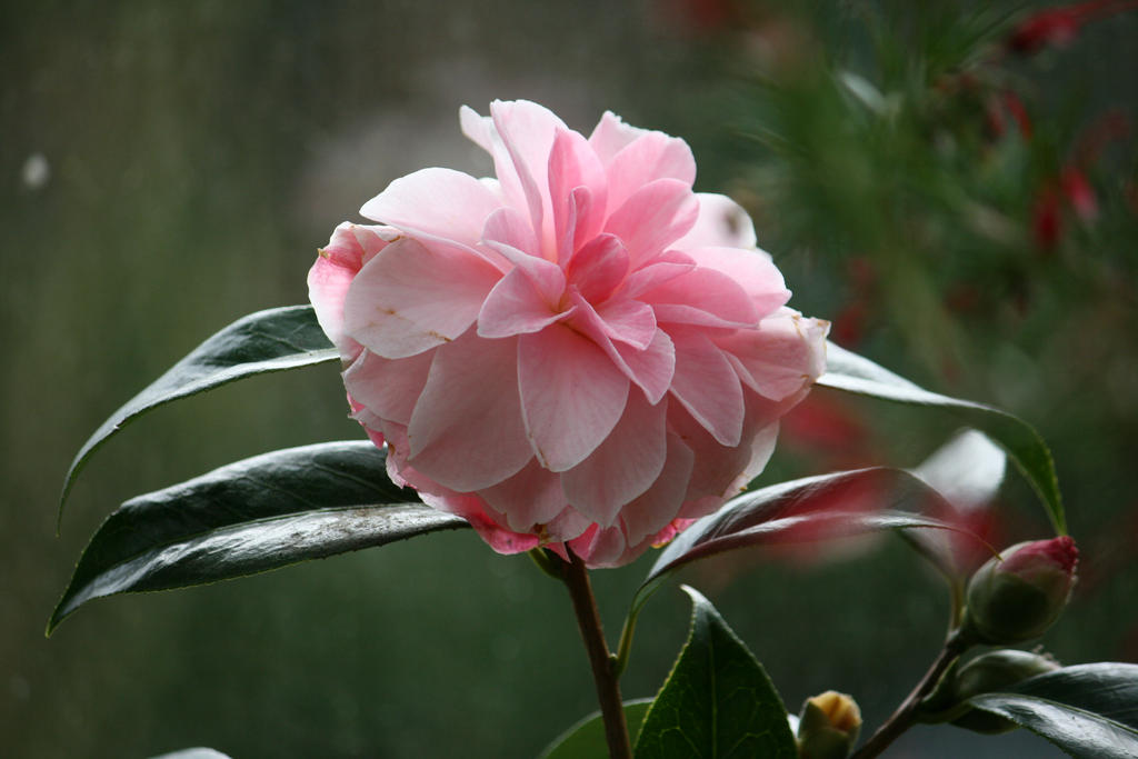 view to awesome camellia