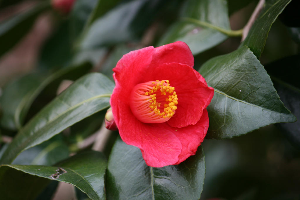 view to pink camellia outside