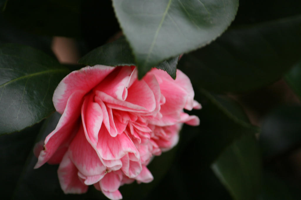 camellia in rose - pink  11