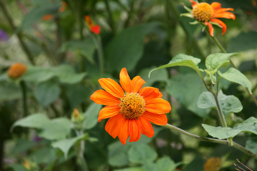nice little orange flower
