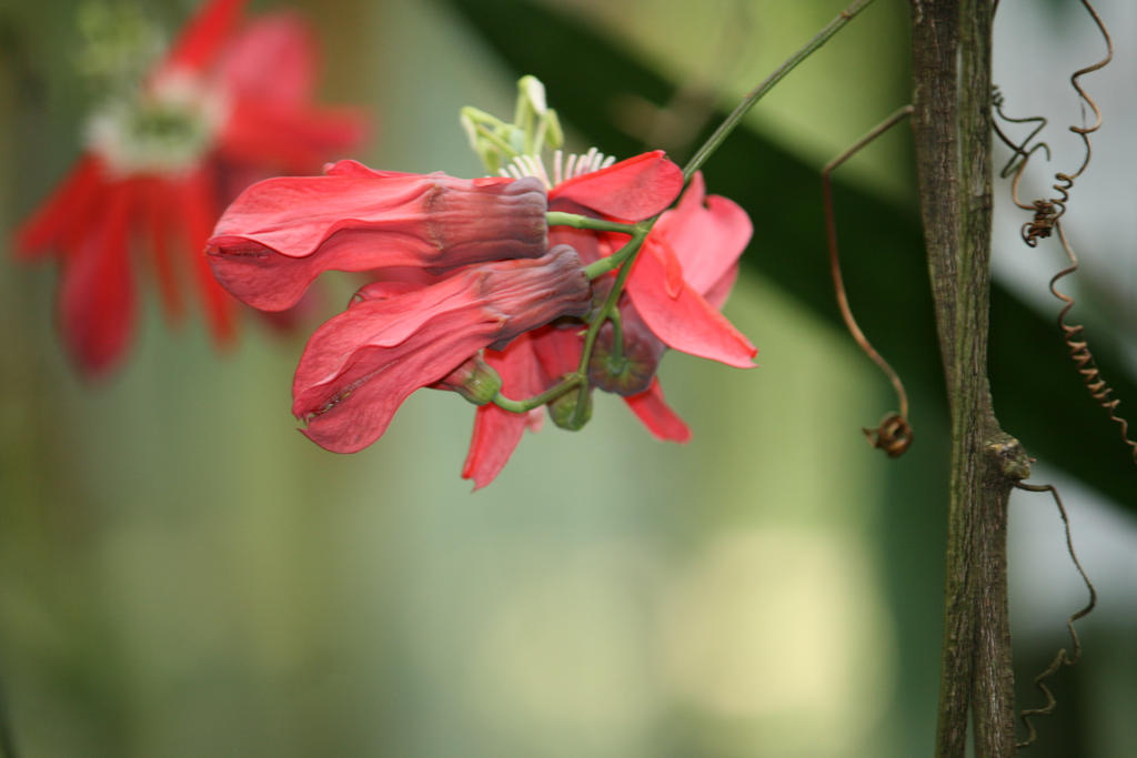 passionflower