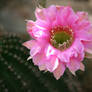 blooming cactus 4