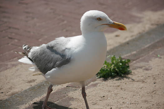 view to seagull closer