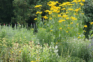 view in Flora garden 89