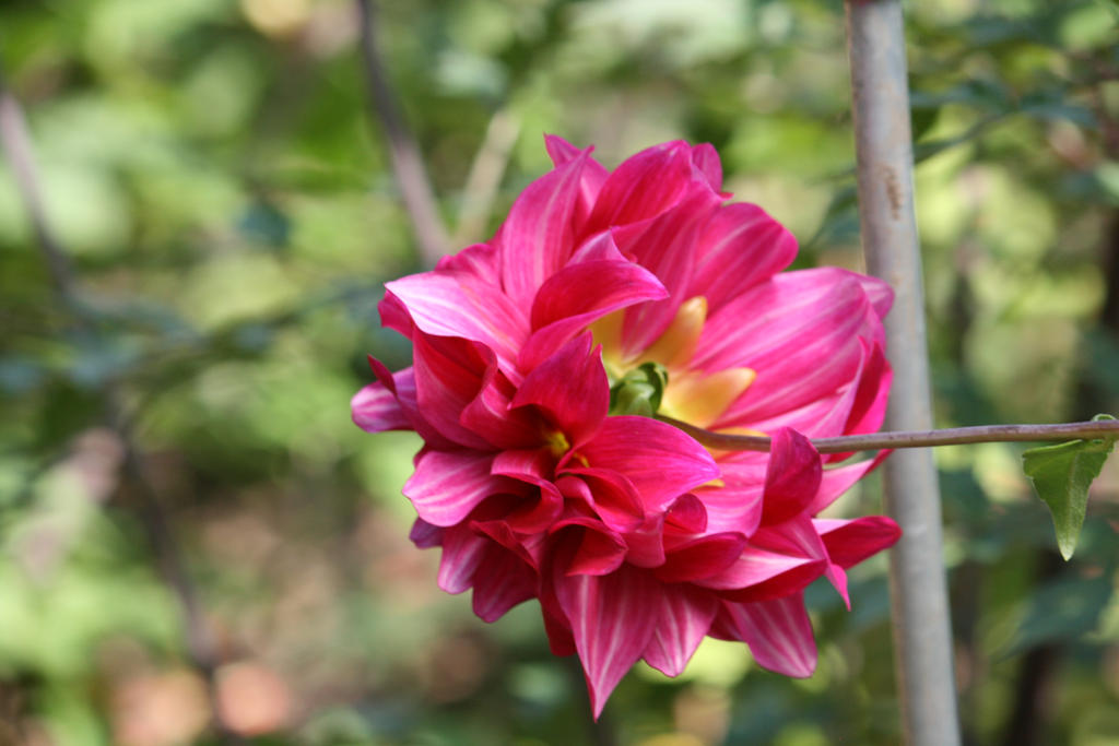 dahlias in Flora garden 18