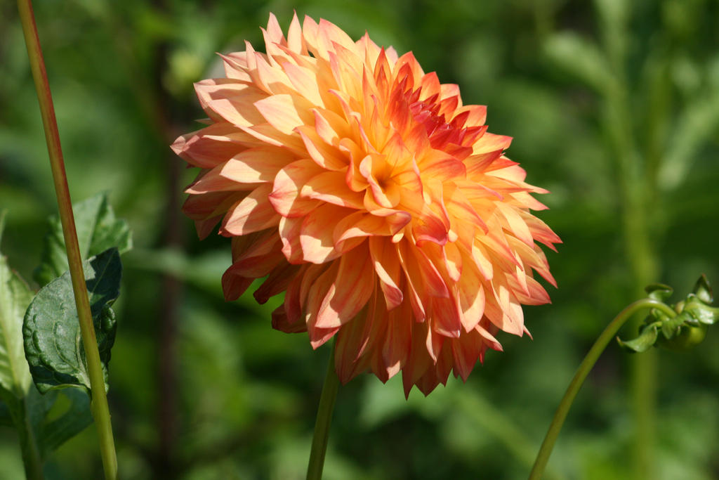 dahlias in Flora garden 51