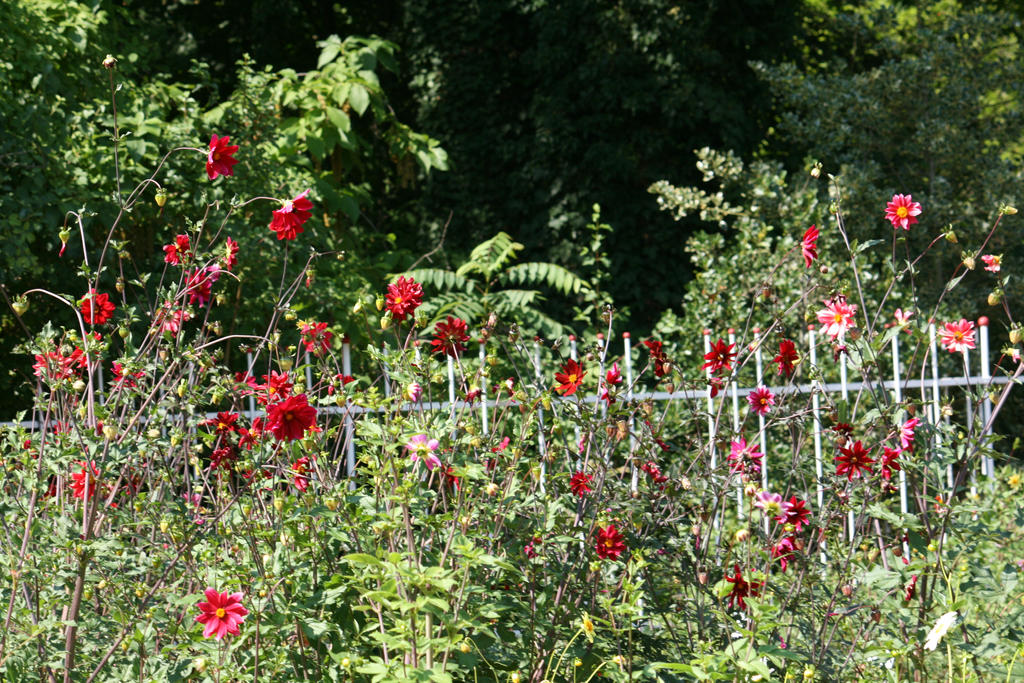 dahlia exhibiton in Flora garden