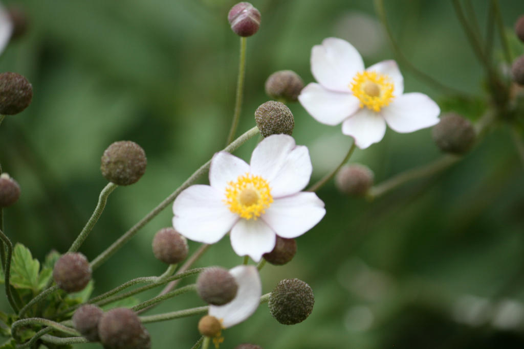 flowers in Flora garden 24