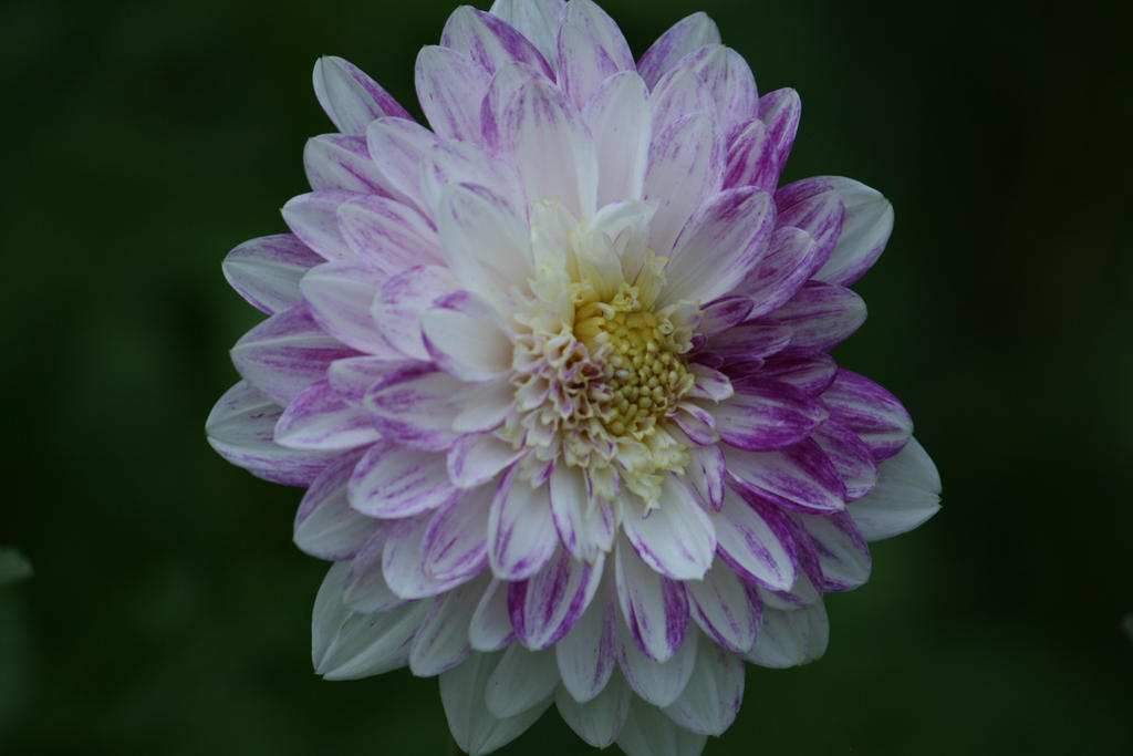 awesome dahlia 4