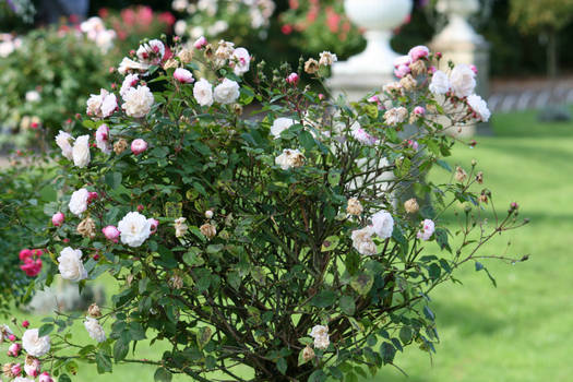 view to tree with roses 2