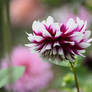 dahlias in Flora garden cologne 24