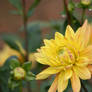 dahlias at Josefshof 39