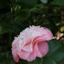 camellia in rose 3