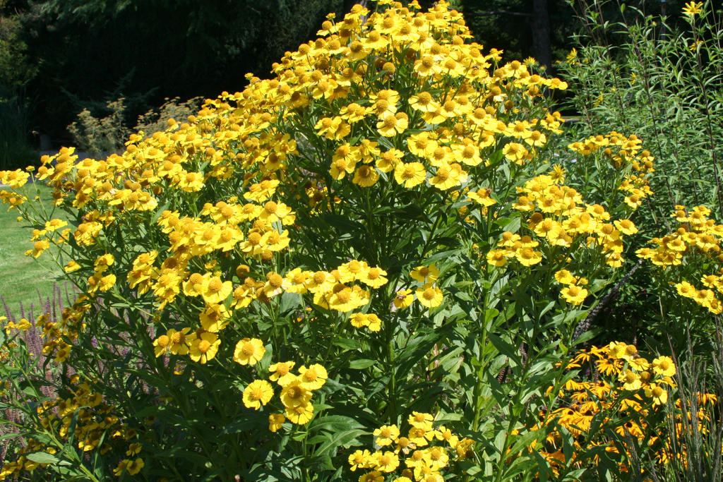 Happy birthday akosidon