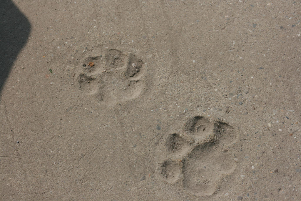 tracks of wild cat by ingeline-art on DeviantArt