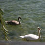 swans in Limone
