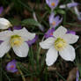 flowers in my garden