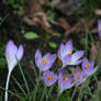 crocuses in my garden 6